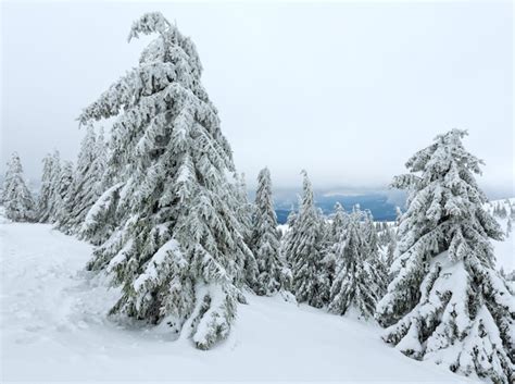 Abetos Nevados Helados En La Colina Del Invierno En Tiempo Nublado