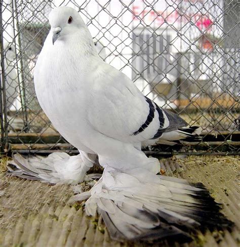 Ice pigeon a breed of rock pigeon - Columba livia : r/AIDKE