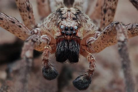 Cette Araign E Effraie Les Suisses Et Les Allemands Et Envahit Aussi La