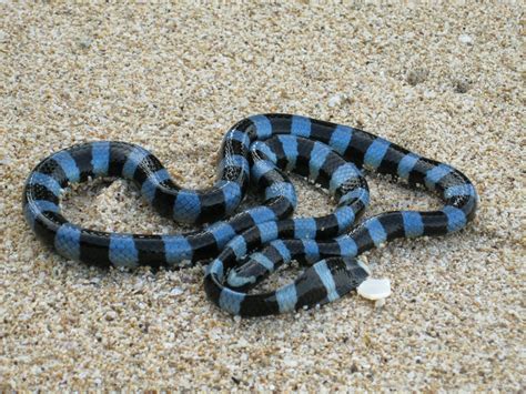 Blue Krait