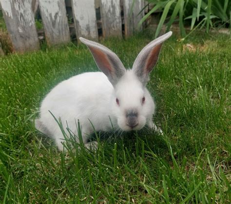 Male California X Rew New Zealand Bunny Rabbit Heritage Breeds