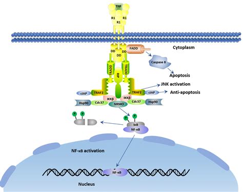 Tnf Alpha Signaling Pathway