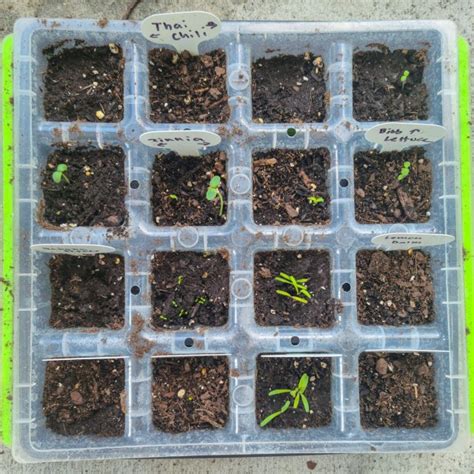 #Bibb Lettuce on Tumblr