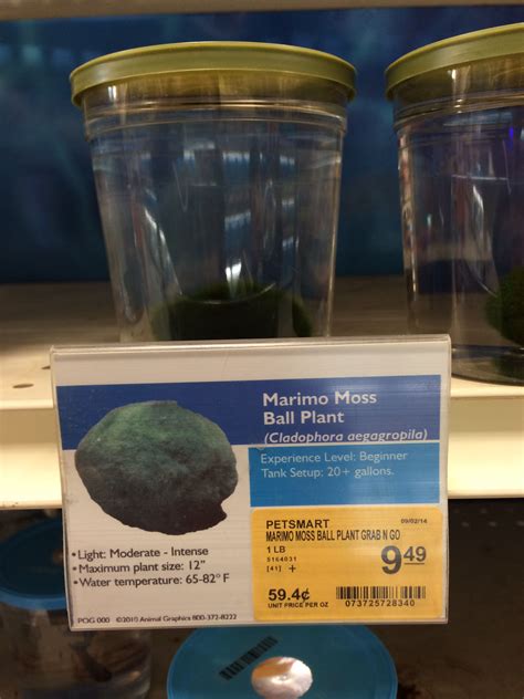 Marimo's mo means moss and Mari means ball therefore Ballmoss is the