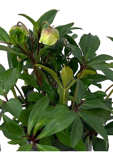 Helleborus x sahinii 'Winterbells' 1 Gallon - The Garden Corner