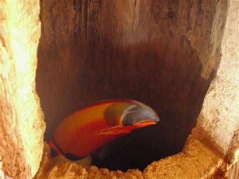 Toco toucan incubating eggs in nest | Adventures in Toucanland