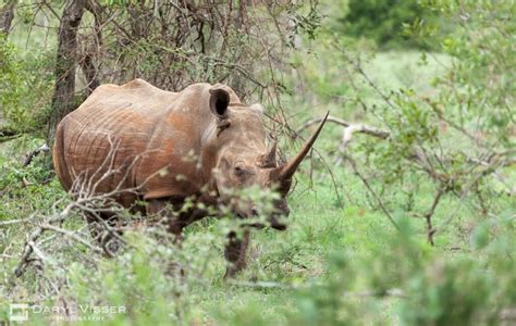 Hluhluwe Game Reserve Rhino Information