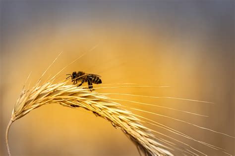 Un Estudio Sobre Las Abejas Revela La Vulnerabilidad Ambiental Y La