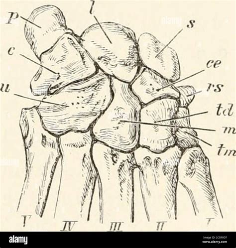 Sesamoid bones hi-res stock photography and images - Alamy