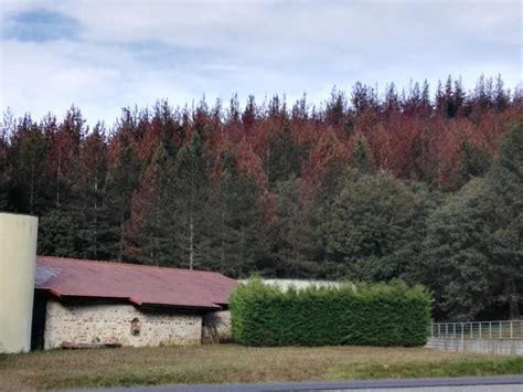 La Enfermedad De La Banda Marr N Afecta A Los Bosques Alaveses