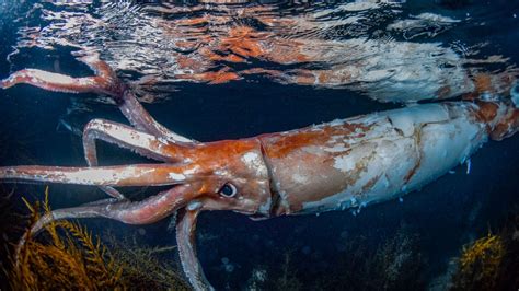 Dois Mergulhadores Conseguem Gravar Uma Lula Gigante Nadando Na Costa