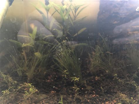 Help troubleshooting? Many of my plants are dying off. : r/PlantedTank