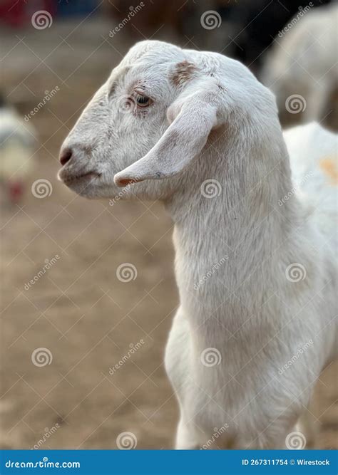 Vertical Selective Focus Portrait Of The Side View Of A White Saanen