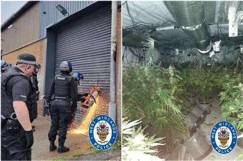 Police Bust £1m Cannabis Factory Where Pavement Was Dug Up And Relaid