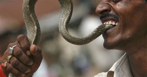 Snake Bites 70 Year Old In Gujarat Who Bites It Back To Take Revenge