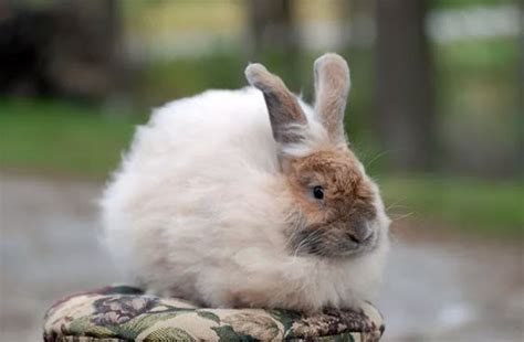 Full Guide To Caring For French Angora Rabbits As Pets Usa Rabbit