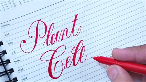 How To Write Plant Cell In Stylish Calligraphy Youtube