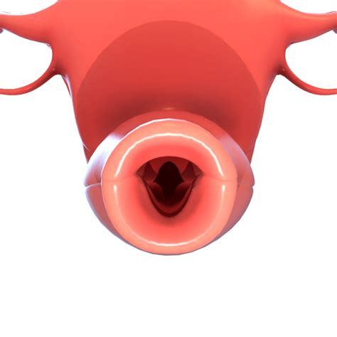 Female Reproductive 3d Turbosquid 1567974