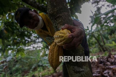 Petani Di Luwu Timur Ingin Harga Kakao Membaik Republika Online