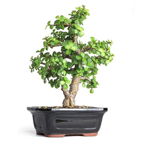 Bonsai Jade Bonsai Tree From The Jade Bonsai Is A