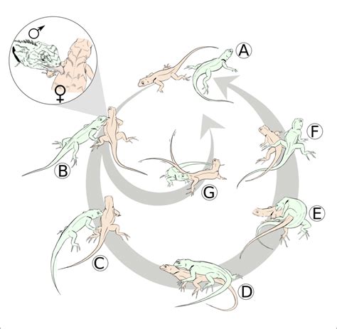 Flow Chart Showing Behaviors Associated To Courtship And Mating In Download Scientific Diagram