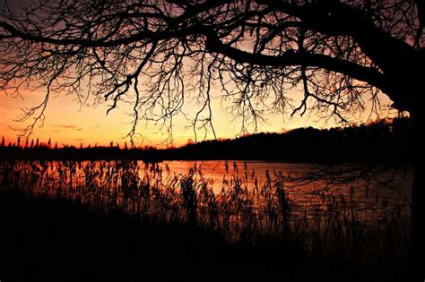 Free picture: dawn, tree, sunrise, shadow, dark, landscape, nature ...