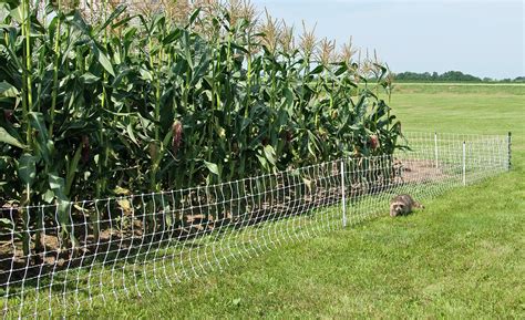 Electric Fence Ear Tags Sheep Goat Equipment Clippers And Shears