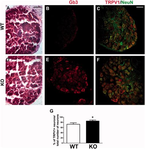 Increased Expression Of Trpv1 In Peripheral Terminals Mediates Thermal