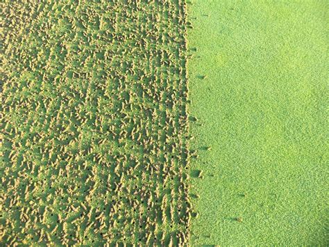 The Creek Club Golf Course Maintenance Greens Aerification Sept 4 2013