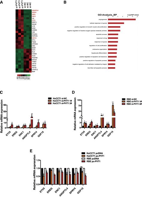 Long Non Coding Rna Pvt1 Promotes Cell Proliferation And Migration By