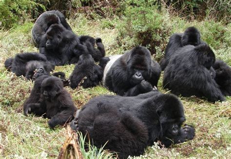 Best Day Gorilla Trekking Lake Mburo And Lake Bunyonyi