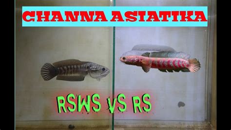 Channa ASIATIKA || review channa asiatika RS & RSWS - YouTube