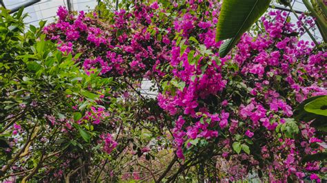 Jeju Island | A Guide to Hallim Park - LITTLE GREEN FIELD BOOK