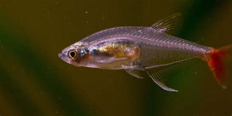 Can Neon Tetra Survive In Cold Water Tetra Fish Care