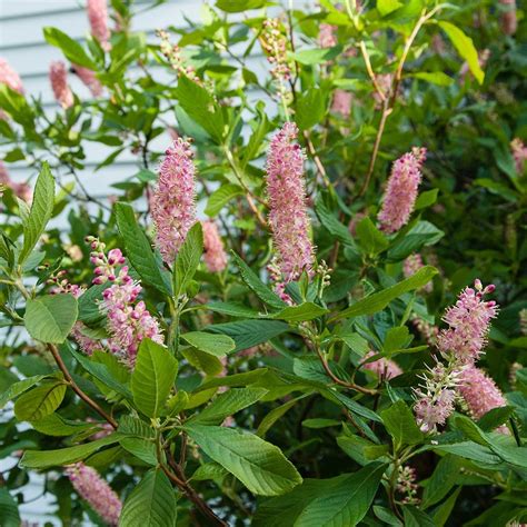 Summersweet Ruby Spice And Hummingbird Plant Profile Sylvan