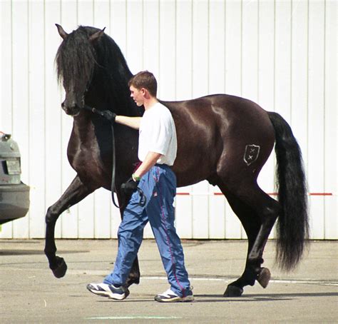 File:Andalusian horse moscow.jpg - Wikipedia