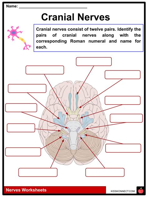 Nerves Worksheets What They Are Types Common Diseases