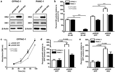 Hk Is Suficient To Promote Aig And Invasion In Pdac Cell Lines A