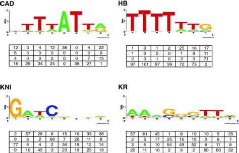 Transcription Factor Binding Sequences And Position Weight Matrices Tf