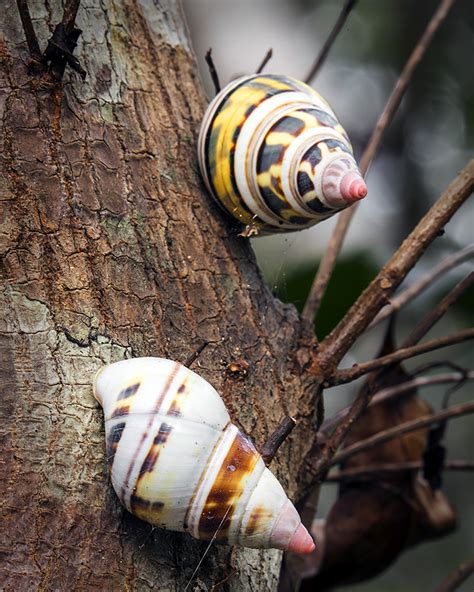 Liguus Tree Snails | Mellen Photography