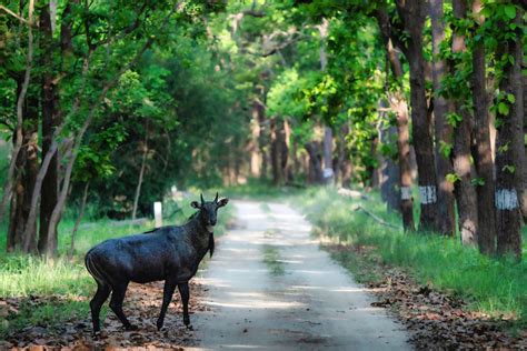 Pilibhit Tiger Reserve Safari Lab Tiger Safari In India Wildlife Tour Packages