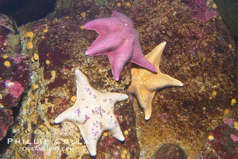 Bat Sea Star Photo, Stock Photograph of a Bat Sea Star, Asterina ...