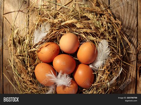 Chicken Nest With Egg