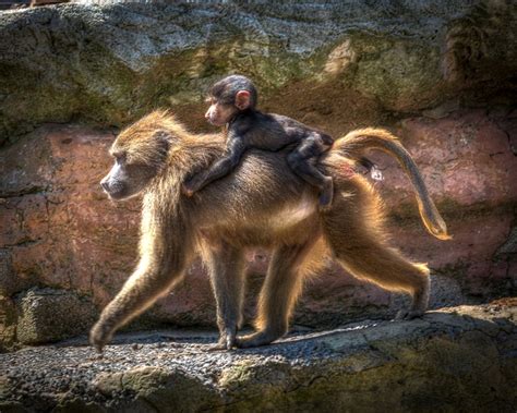 zoo baboon monkey  photo  pixabay pixabay