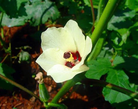 Okra Plant Growing Stages Flowering Fruiting In Pots Containers At Home