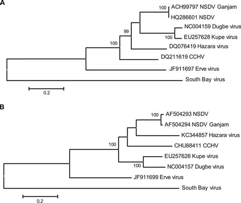 Maximum Likelihood Phylogeny Based On The Complete L A And N B