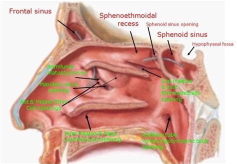 Respiratory System Sketch And Functions Flashcards Quizlet