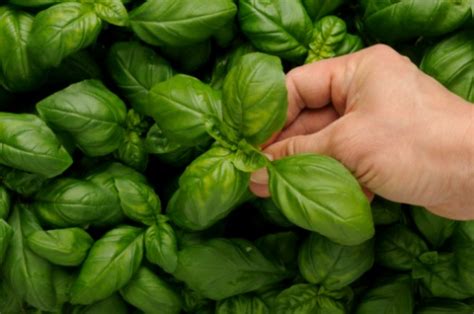 Come Coltivare Il Basilico Sul Balcone Come Fare Tutto