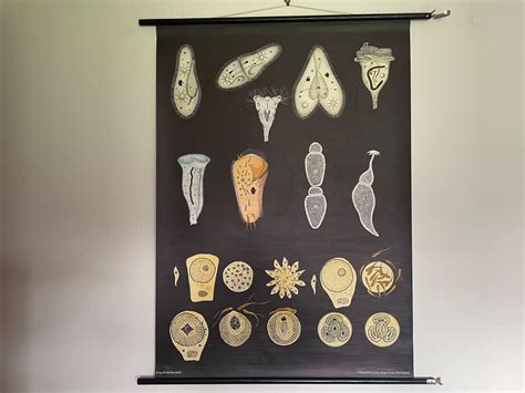 Vintage Protozoa School Chart By Jung Koch Quentell Poster Wall Hanging