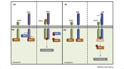 Tyrosine Phosphorylation